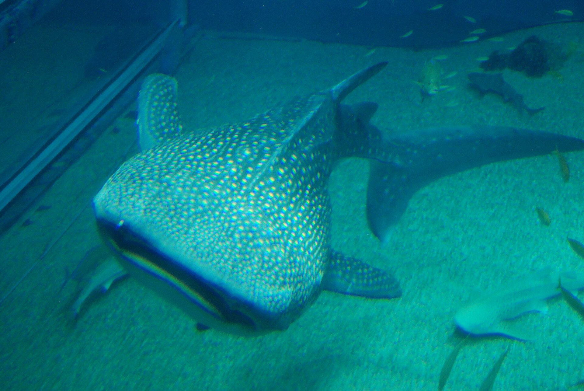Yokohama Fortune Aquarium