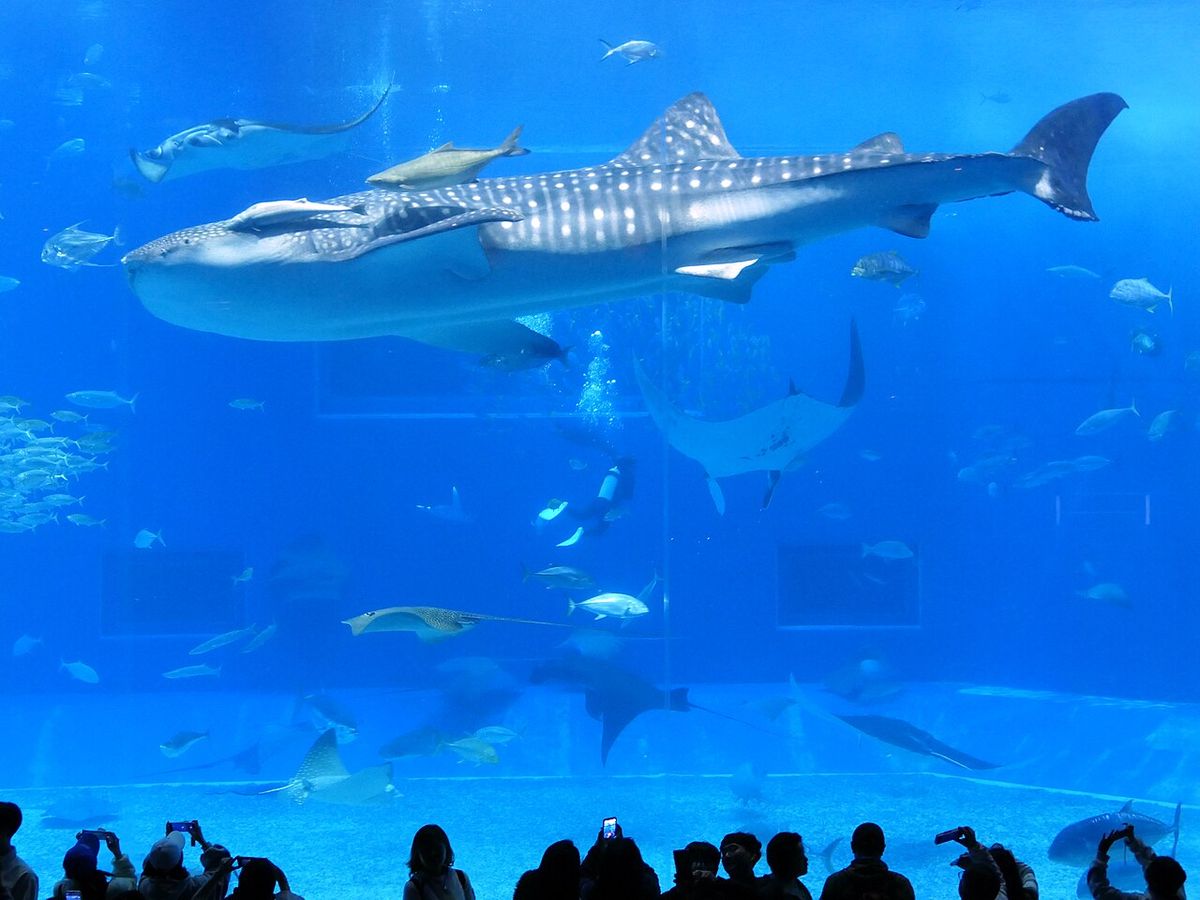 Naha Okinawa Churaumi Aquarium Aeon Mall Rycom Ful