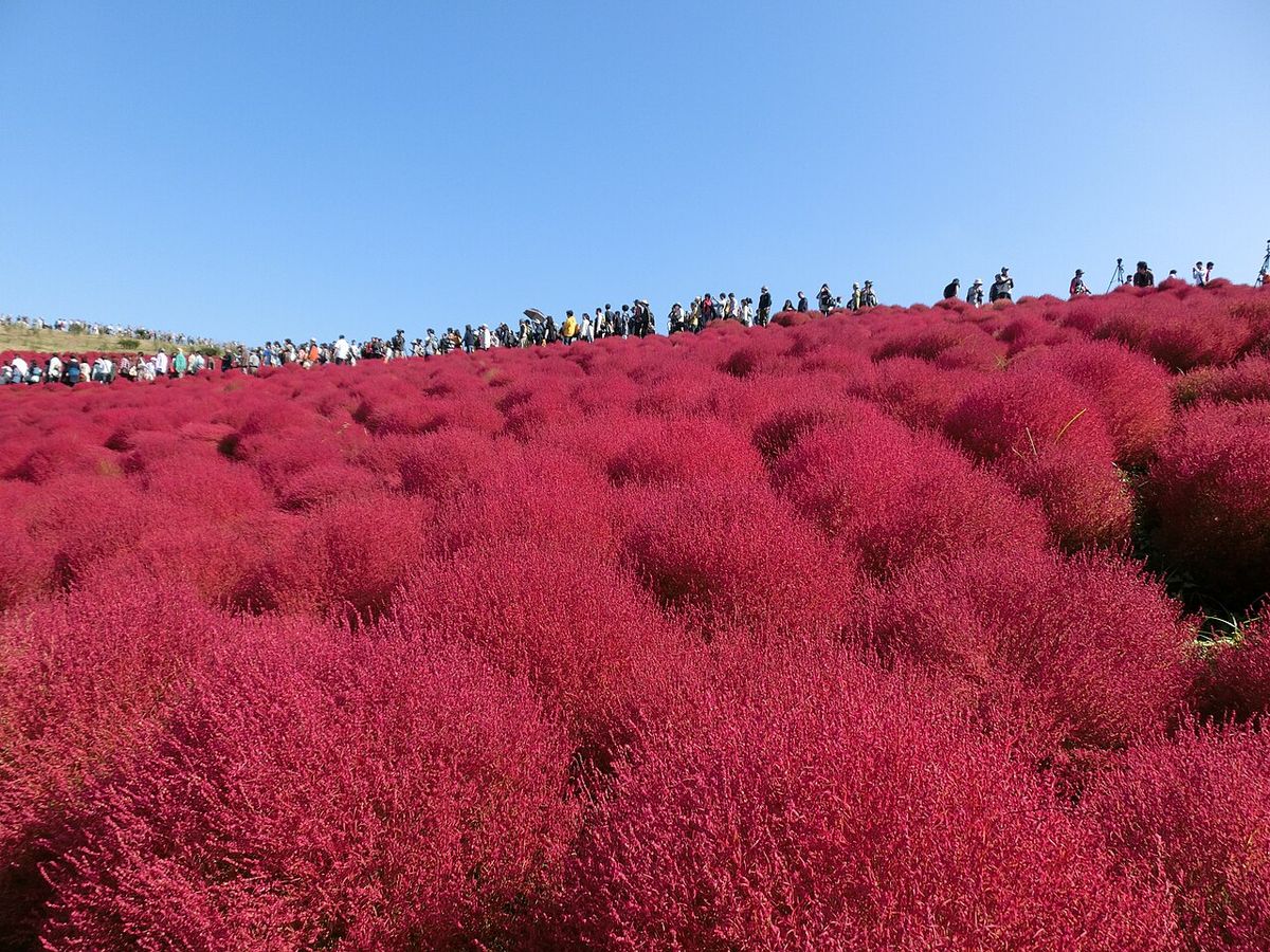 Oarai Isomae Shrine Hitachi Seaside Park Day Tour