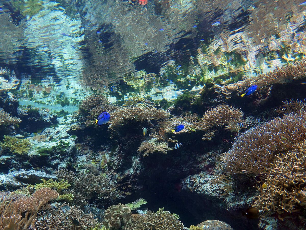 Okinawa Churaumi Aquarium Busena Marine Park Full