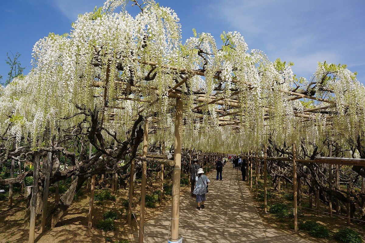 Tour Ashikaga