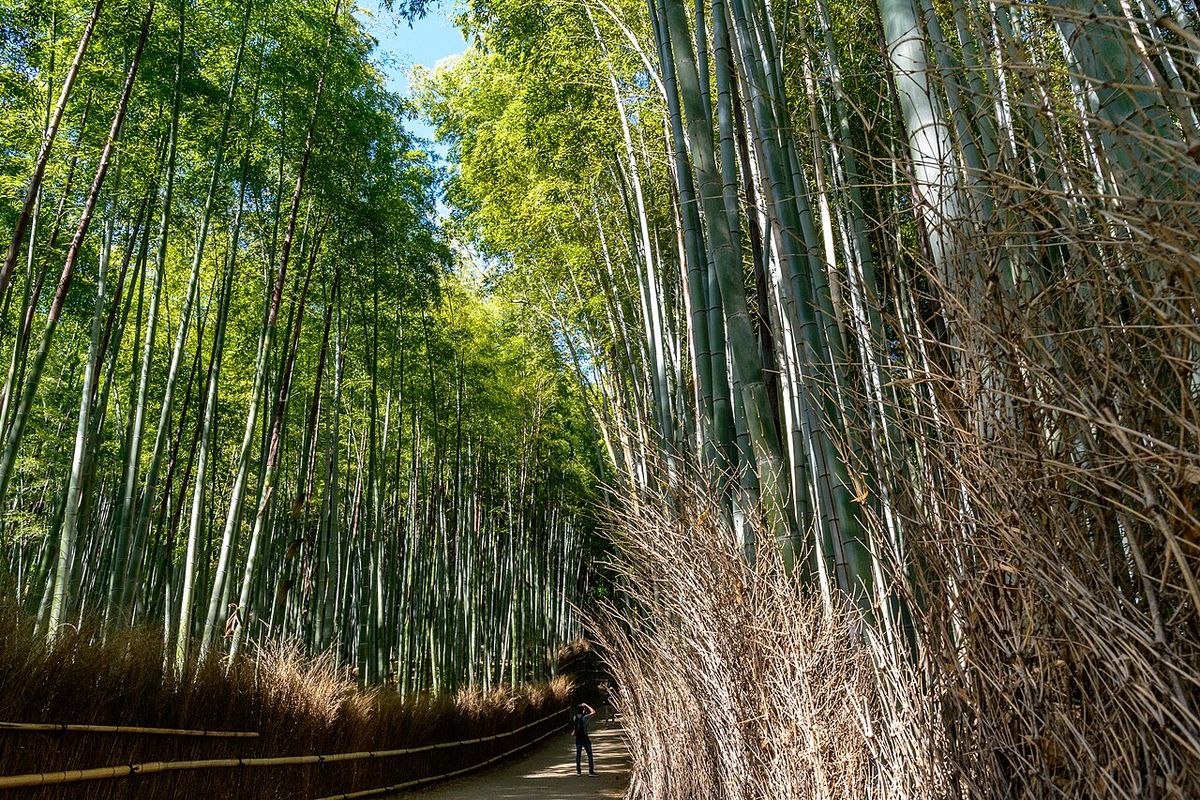 Tour bamboo groveArashiyama Kyoto