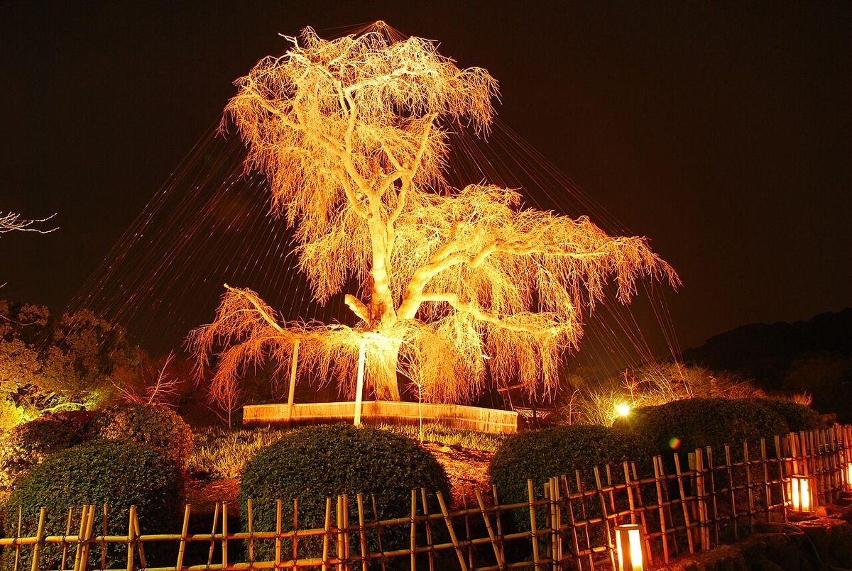 Tour (Gion) Kyoto (Kyoto) (
