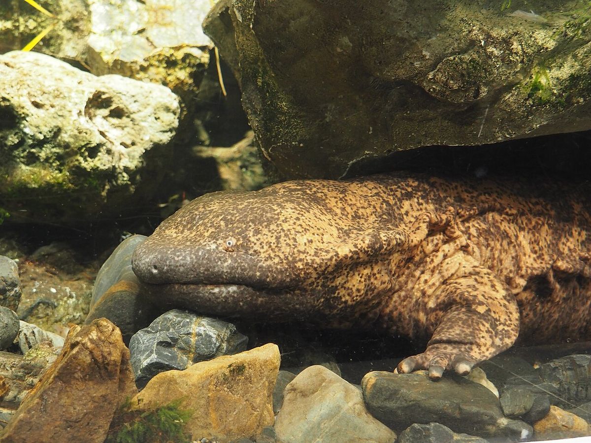 Kyoto Aquarium
