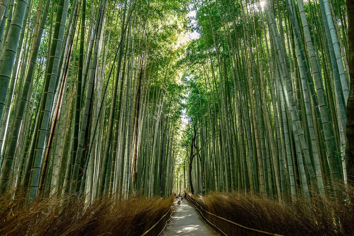 Tour Kyoto: bamboo grove, &