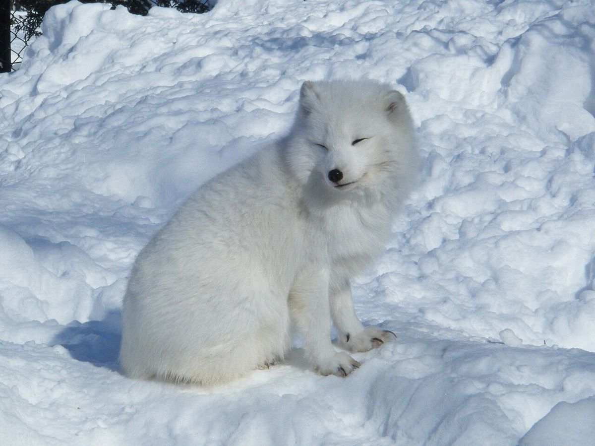 Asahikawa Asahiyama Zoo Shirasu Waterfall Day Tour
