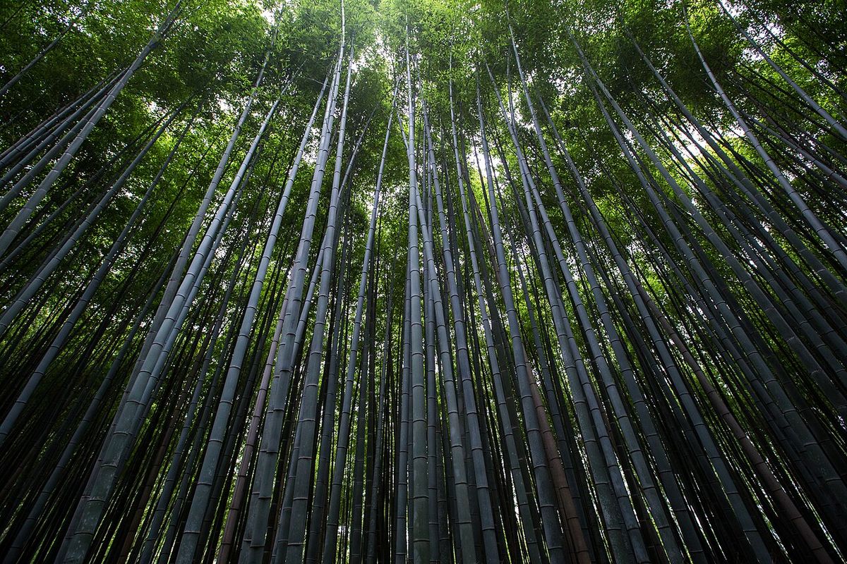 Tour bamboo groveArashiyama Kyoto