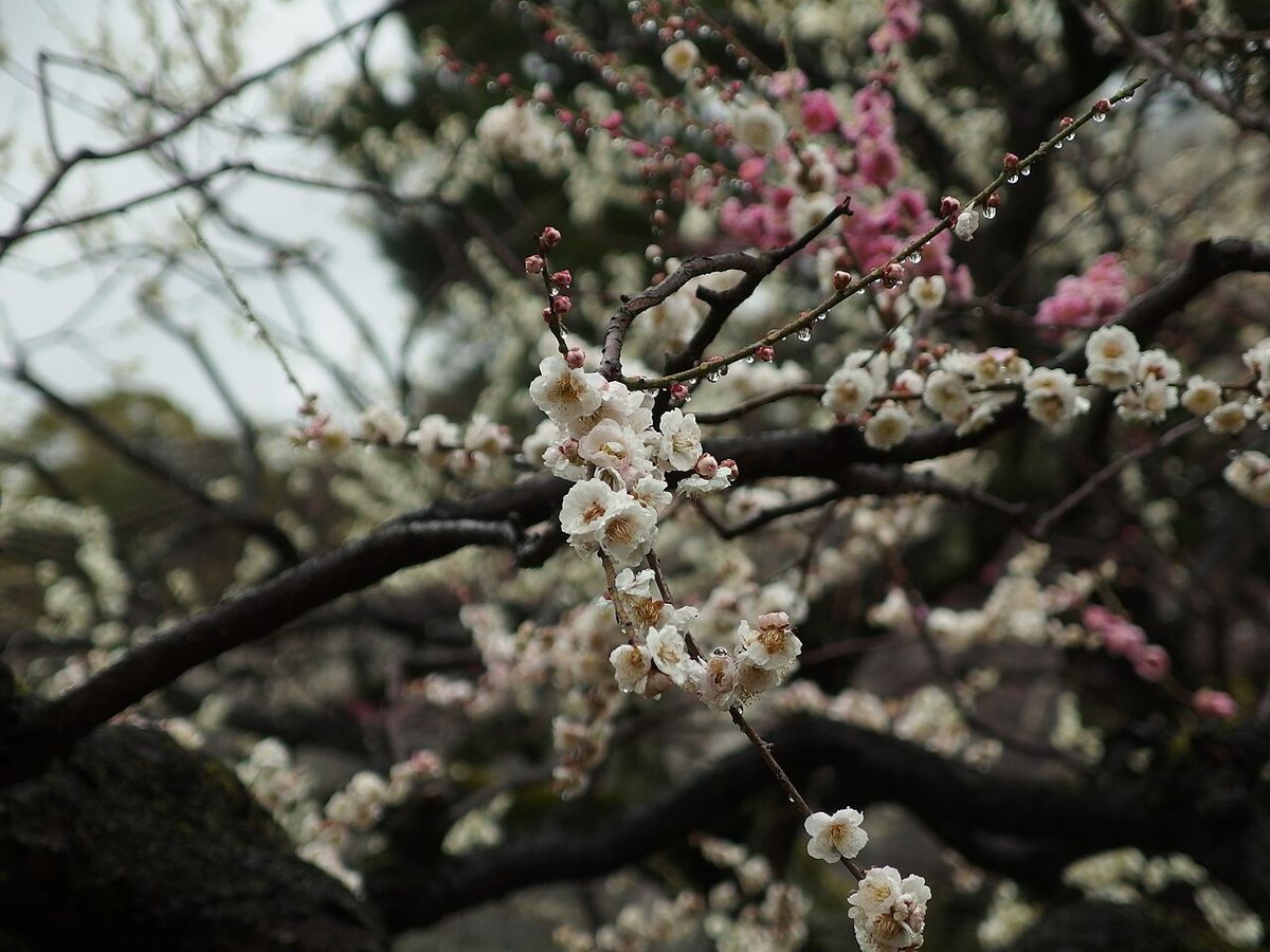 Tour Kyoto:, bamboo grove,