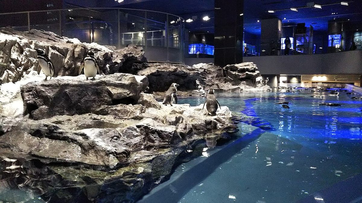 Sumida Aquarium · Skytree Combo