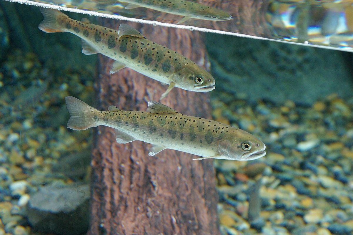Shinagawa Aquarium Tokyo
