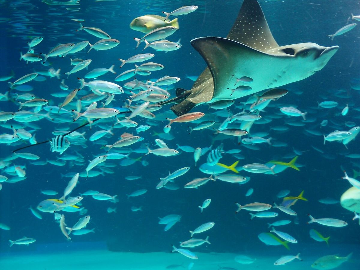 Sunshine Aquarium Tokyo