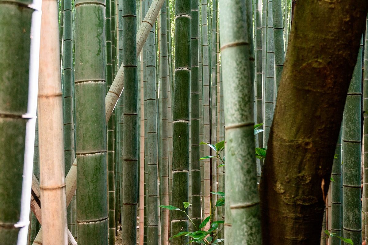 Tour : bamboo groveArashiyama Kyoto