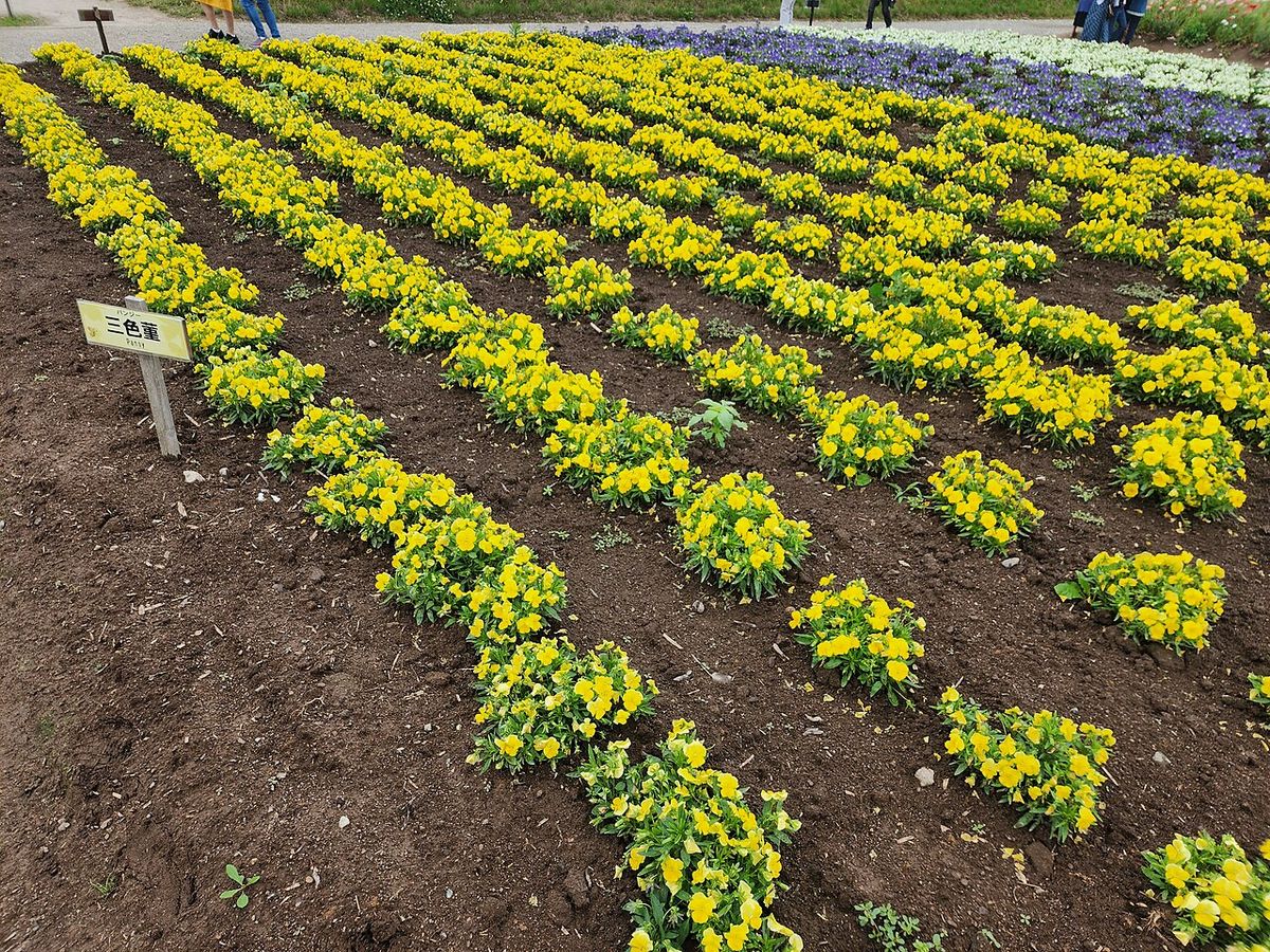 Patchwork Road Shikisai No Oka Blue Pond Farm Tomi