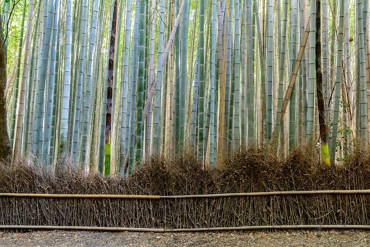 Tour : bamboo grove Kyoto
