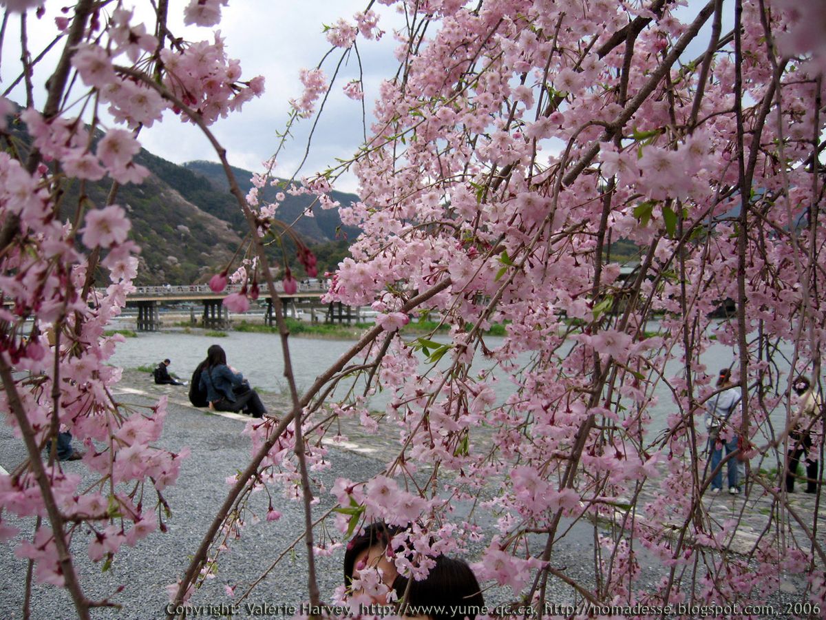 【 Kyoto Arashiyama & 】