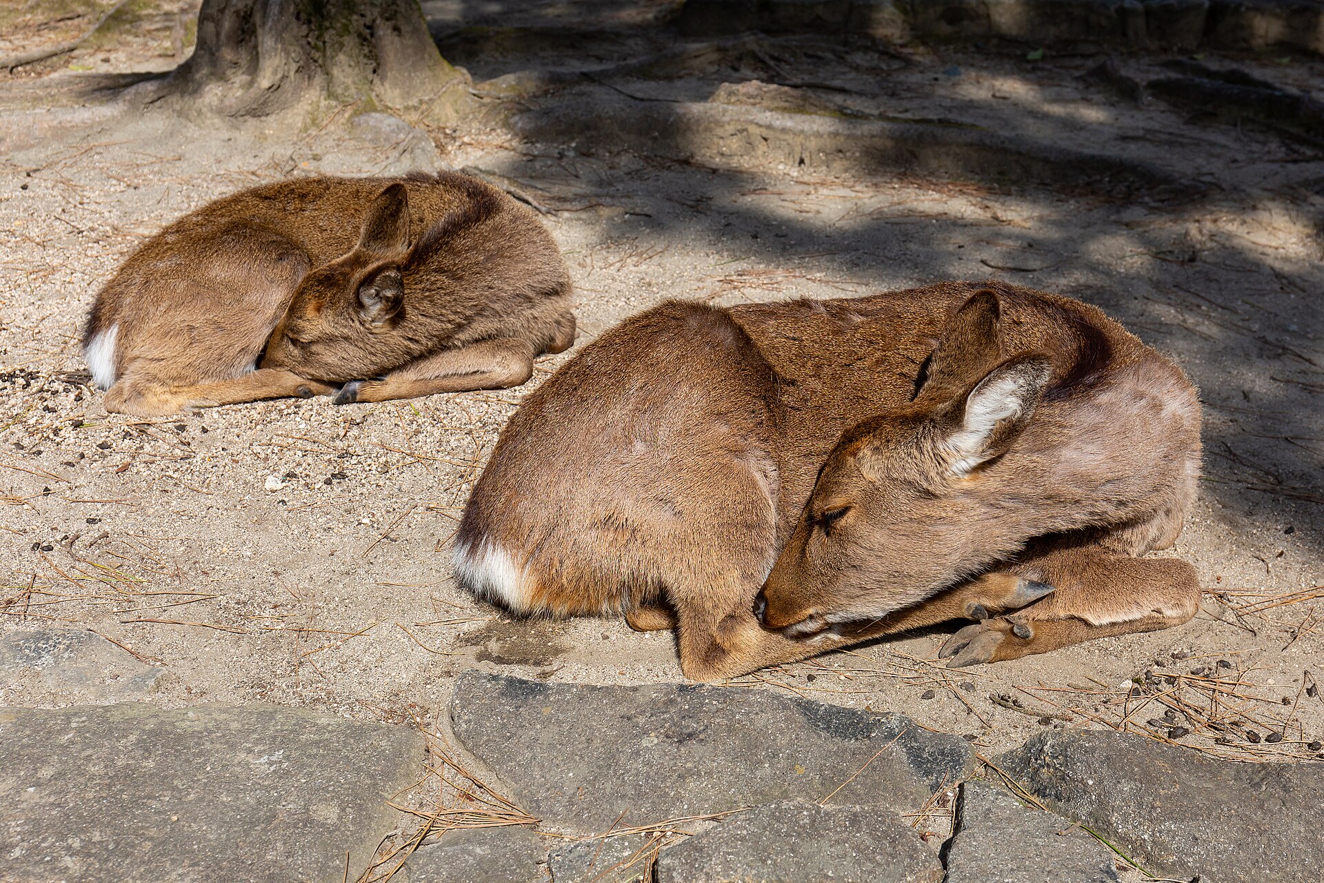 Tour Miyajima