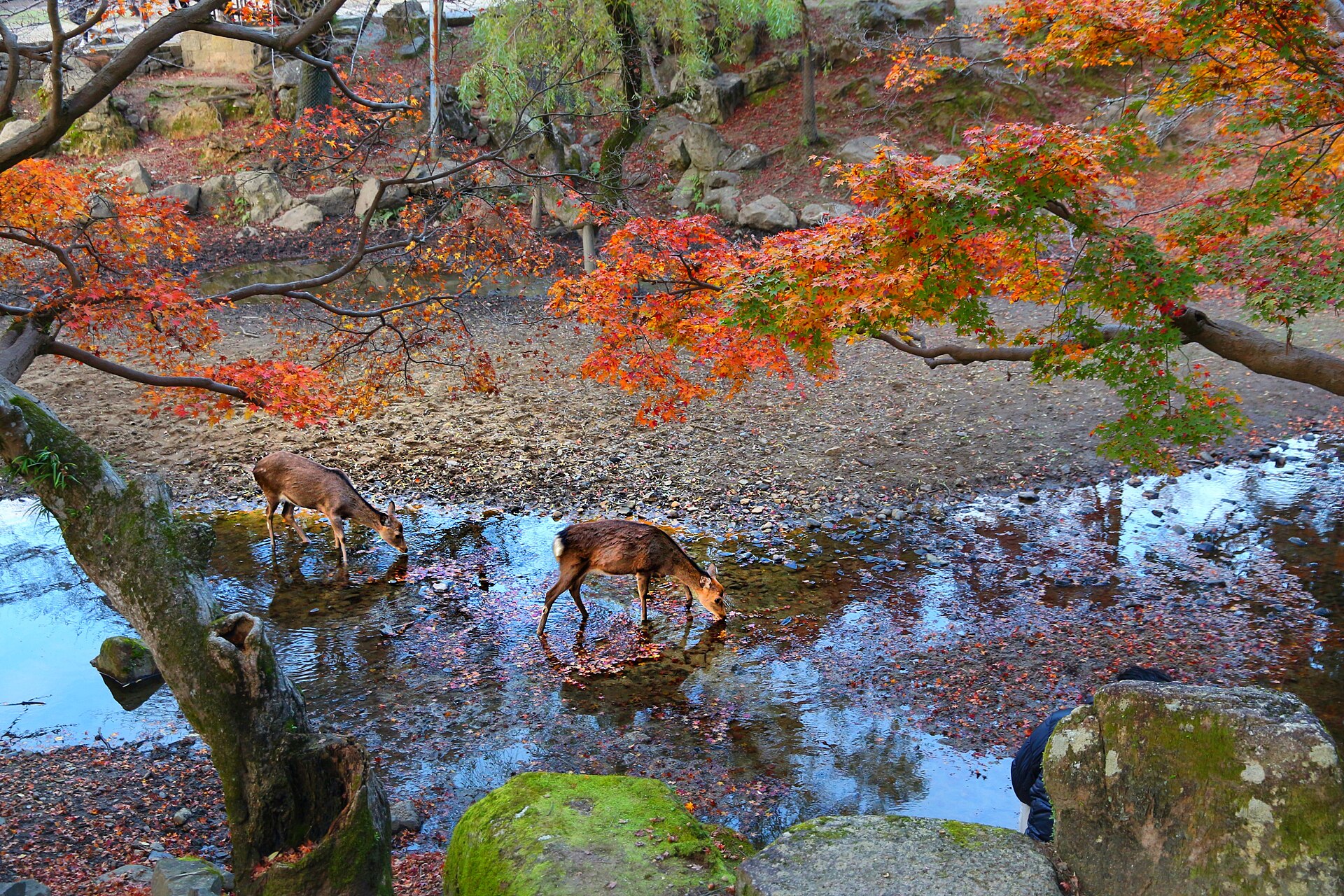 Kyoto & Nara 1-day tour